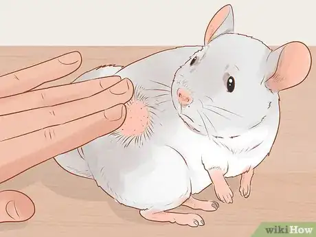 Imagen titulada Spot Signs of Illness in Chinchillas Step 4