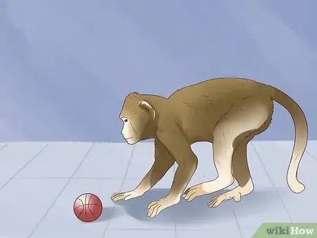 Imagen titulada Take Care of a Monkey Step 11
