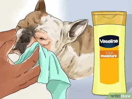 Imagen titulada Clean a Bulldog's Face Folds Step 10