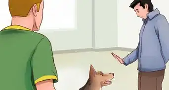 hacer que tu perro deje de perseguir gatos