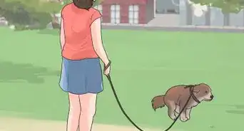 hacerle un enema a un perro