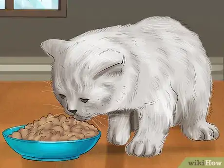 Imagen titulada Introduce Solid Food to Kittens Step 10