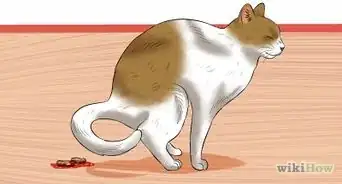 colocarle un enema a un gato en casa