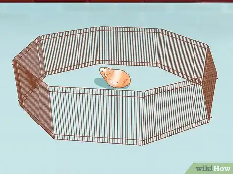 Imagen titulada Help Your Guinea Pig Adjust to You Step 12