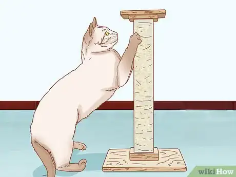 Imagen titulada Train a Cat Step 11