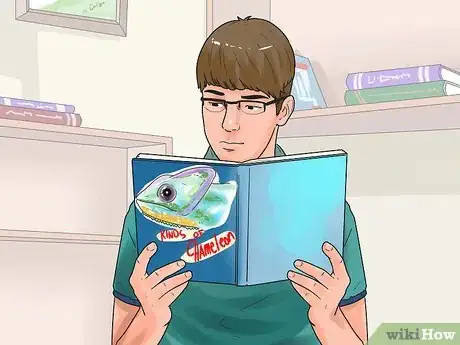 Imagen titulada Tell if a Chameleon Is Male or Female Step 4