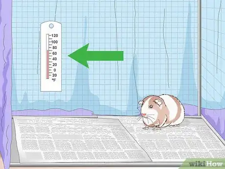 Imagen titulada Keep Guinea Pigs Warm Step 13