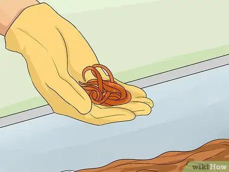 Imagen titulada Keep Fishing Worms Alive for Fishing Step 2