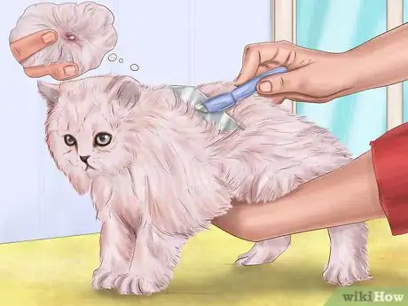 Imagen titulada Kill Fleas and Ticks on Cats Step 2