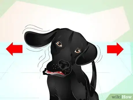 Imagen titulada Deliver Ear Medication to Dogs Step 2