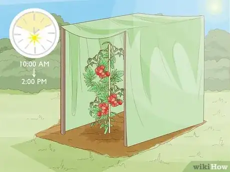 Imagen titulada Grow a Tomato Plant Step 18