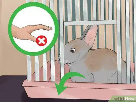 Imagen titulada Catch a Pet Rabbit Step 4
