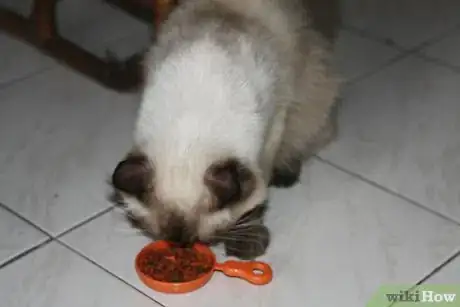 Imagen titulada Help a Sick Cat Step 20