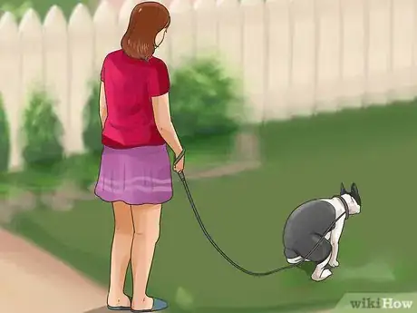 Imagen titulada Train Boston Terriers Step 8