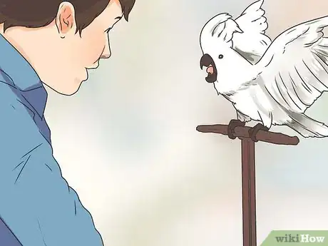 Imagen titulada Teach Your Bird to Talk Step 2