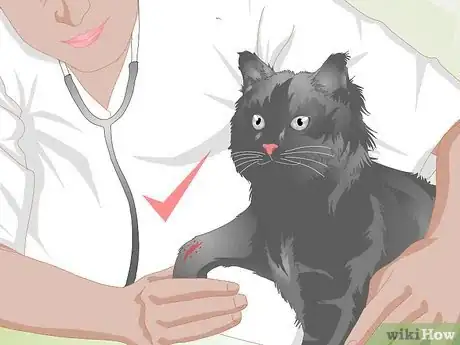 Imagen titulada Treat Fractures in Cats Step 11