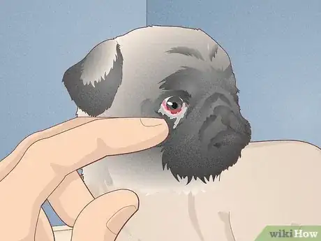 Imagen titulada Buy a Pug Puppy Step 2