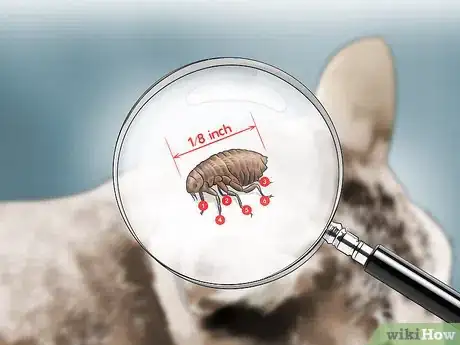Imagen titulada Detect Fleas Step 4