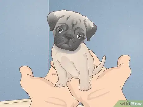 Imagen titulada Buy a Pug Puppy Step 1