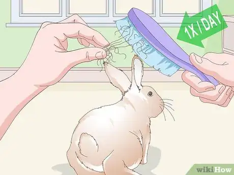 Imagen titulada Keep Your Rabbit's Fur Clean and Untangled Step 19