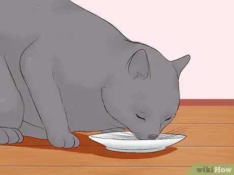 Imagen titulada Give a Cat an Injection Step 1
