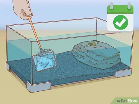 Imagen titulada Look After Terrapins Step 3