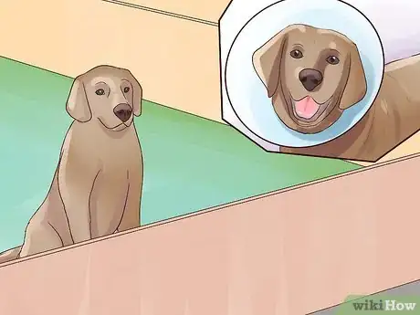 Imagen titulada Check a Dog for Ringworm Step 10