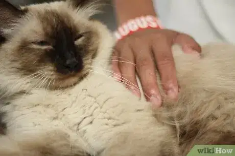 Imagen titulada Help a Sick Cat Step 13