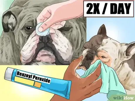 Imagen titulada Clean a Bulldog's Face Folds Step 16