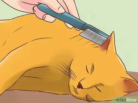 Imagen titulada Treat Lice in Cats Step 12