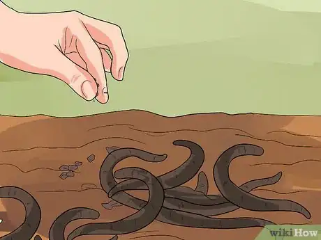 Imagen titulada Keep Fishing Worms Alive for Fishing Step 3
