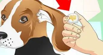 curar las infecciones de oído en los perros