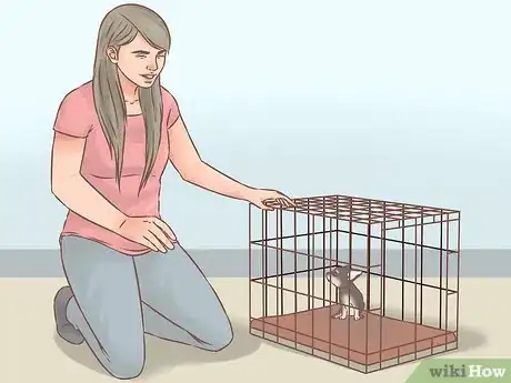 Imagen titulada Care for Your Chihuahua Puppy Step 12