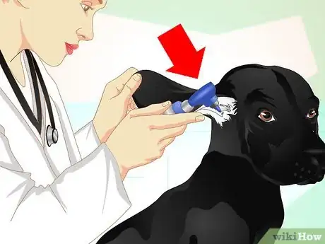 Imagen titulada Deliver Ear Medication to Dogs Step 3