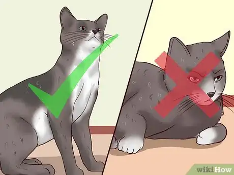 Imagen titulada Clean Your Cat When He Can't Do It Himself Step 24