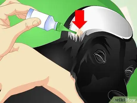 Imagen titulada Deliver Ear Medication to Dogs Step 8