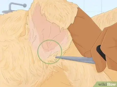 Imagen titulada Groom a Goldendoodle Step 6