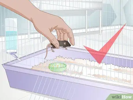 Imagen titulada Tame a Mouse Step 6