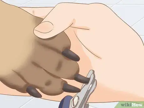 Imagen titulada Care for a Belgian Malinois Step 15