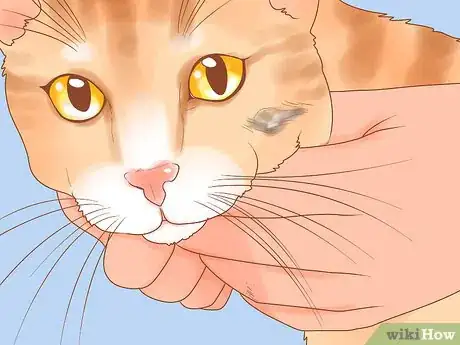 Imagen titulada Recognize Skin Cancer in Cats Step 1