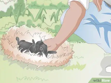 Imagen titulada Feed a Wild Rabbit Step 6