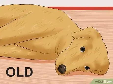 Imagen titulada Recognize a Stroke in Dogs Step 11