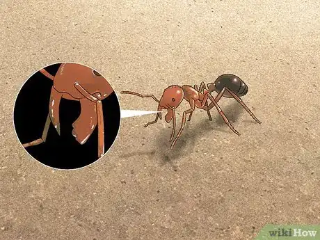 Imagen titulada Identify an Insect Step 6