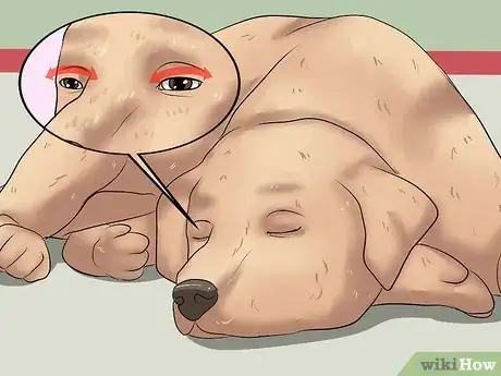 Imagen titulada Know if Your Dog Is Dreaming Step 2