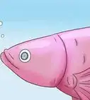 saber qué edad tiene un pez betta