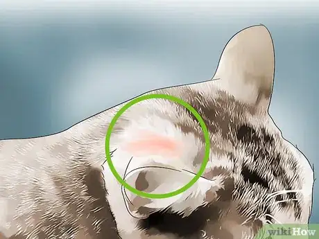Imagen titulada Detect Fleas Step 2