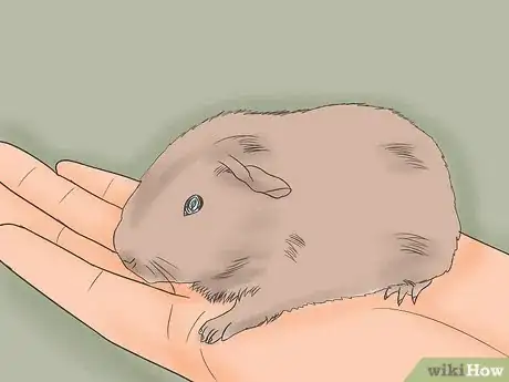 Imagen titulada Safely Transport Your Guinea Pigs in the Car Step 9