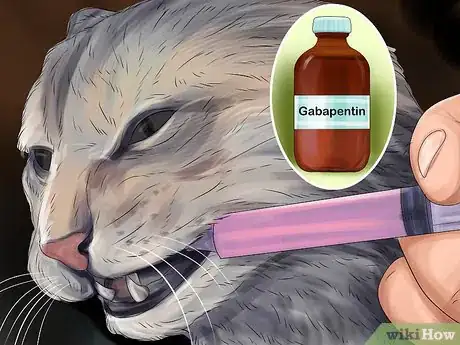 Imagen titulada Give Gabapentin to Cats with Cancer Step 1