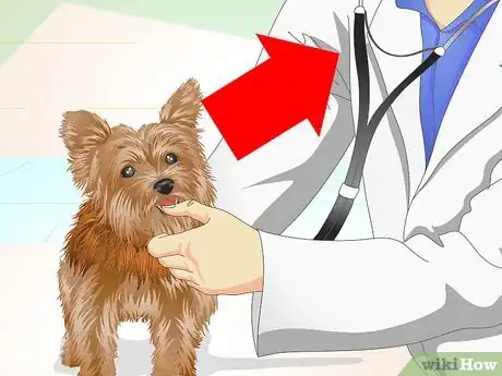 Imagen titulada Keep Your Yorkie's Teeth Clean Step 17