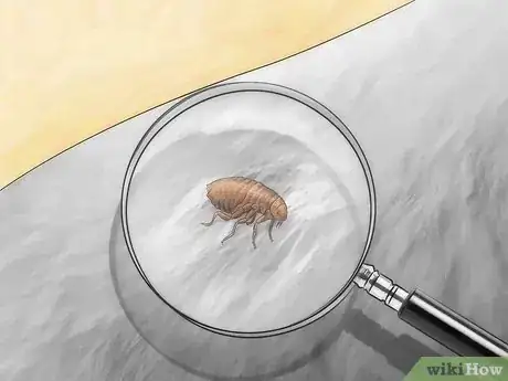 Imagen titulada Get Rid of Fleas in Carpets Step 19